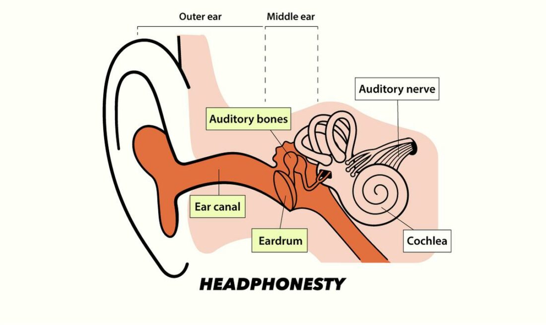 The parts of the ear affected by conductive hearing loss