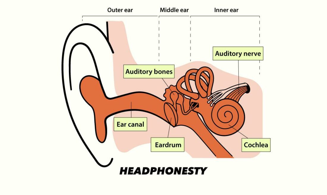 The parts of the ear affected by mixed hearing loss