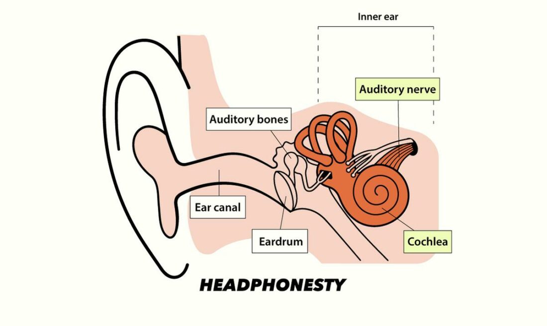 The parts of the ear affected by Sensorineural hearing loss